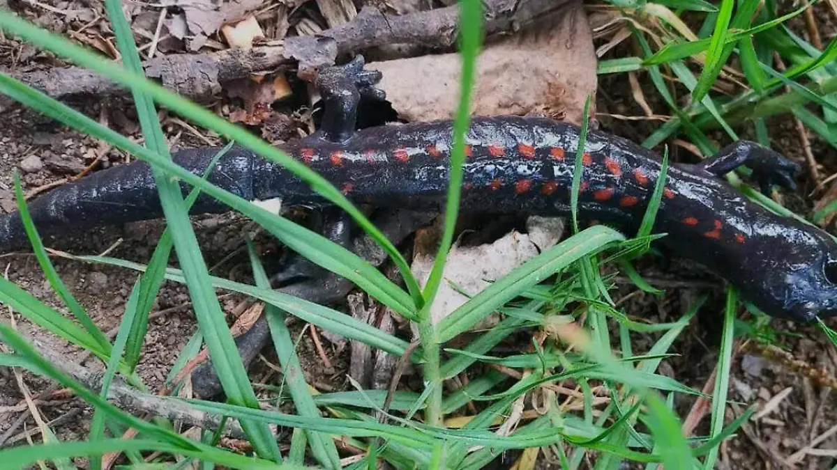 Falsa salamanda detectada en el área